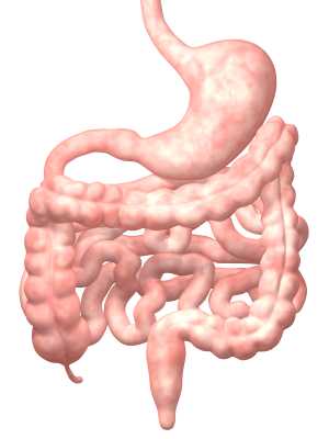 digestive system